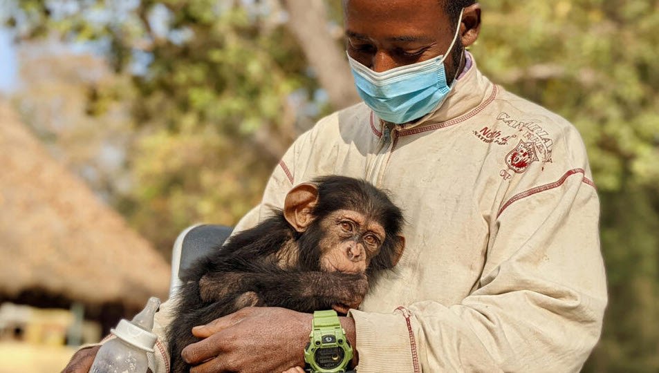 Centre de Conservation pour Chimpanzés, Parc National du Haut Niger, Guinea